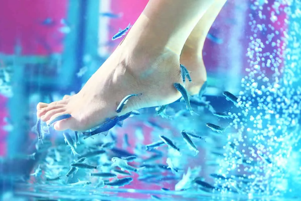 Fish Spa